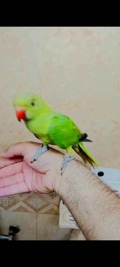 03369510495 Green ringneck parrot handtame parrot