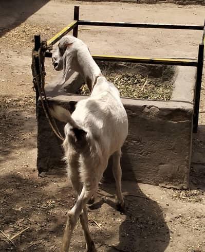 goat 2 female and 2 kids female