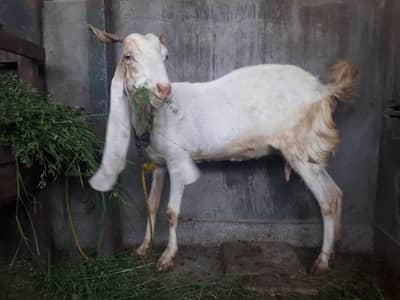 Sindhi Goat for Sale