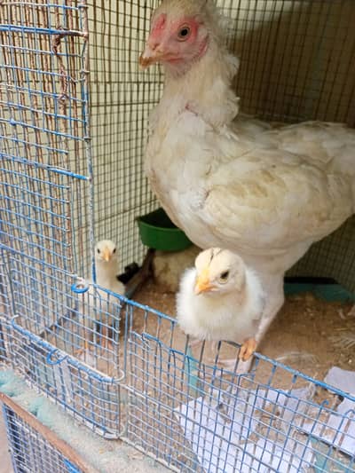 paper white murgi 2 chicks amroha