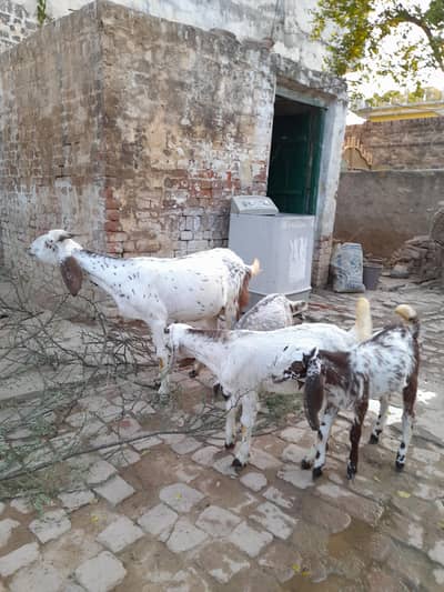 1st timer bakri with 3 kids