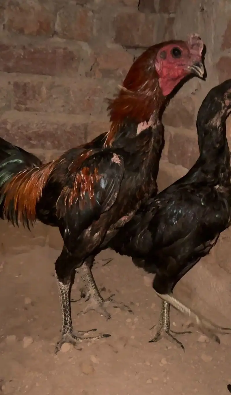 Dragon black thai chicks Dragon black Thai Chicks — photo 2