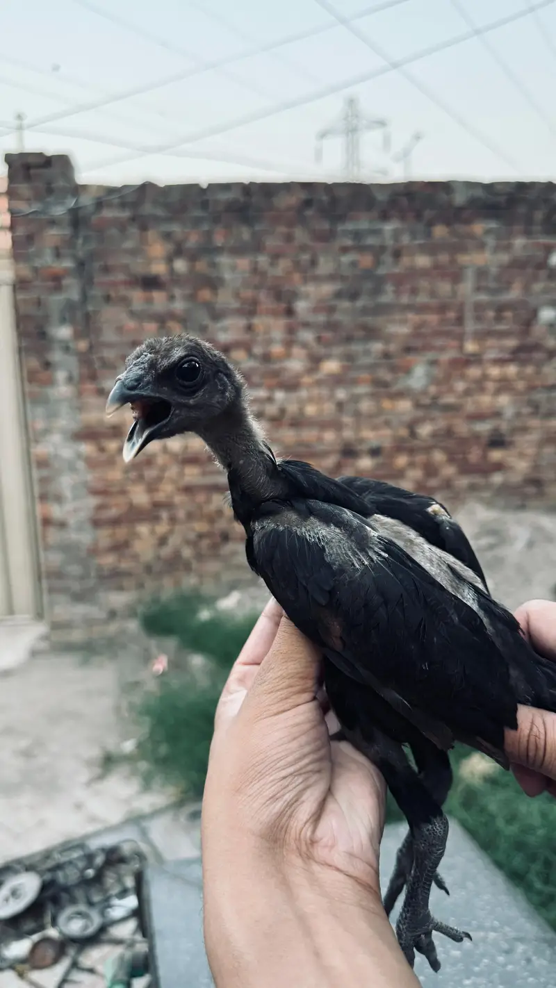 Dragon black thai chicks Dragon black Thai Chicks — photo 4