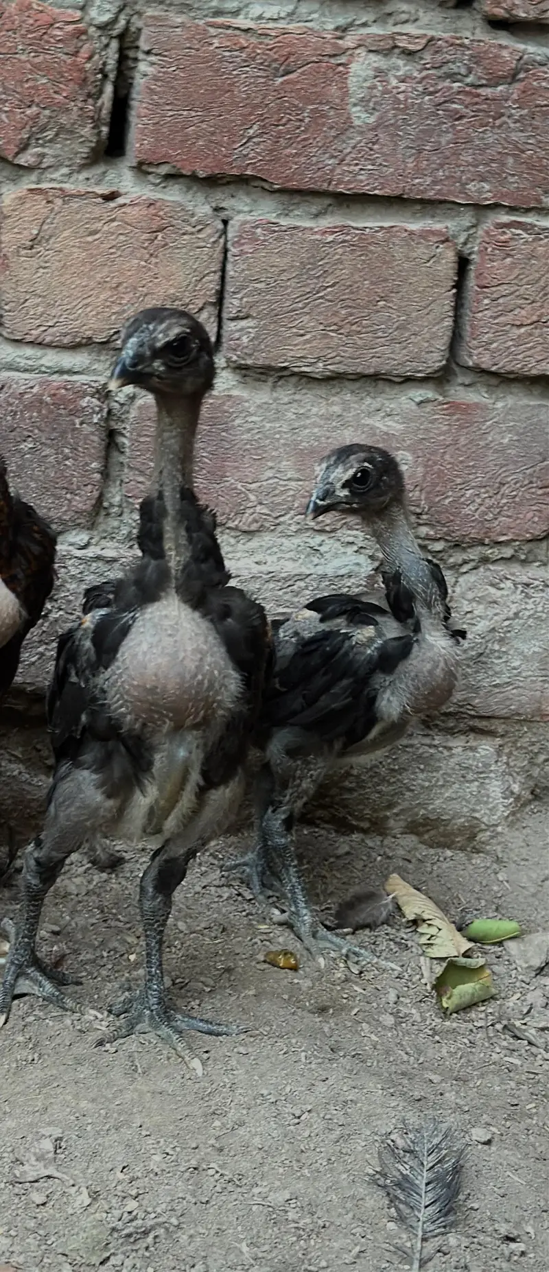 Dragon black thai chicks Dragon black Thai Chicks — photo 6