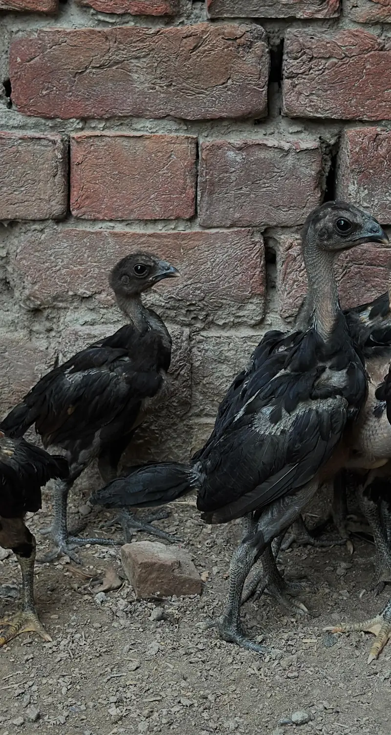 Dragon black thai chicks Dragon black Thai Chicks — photo 7