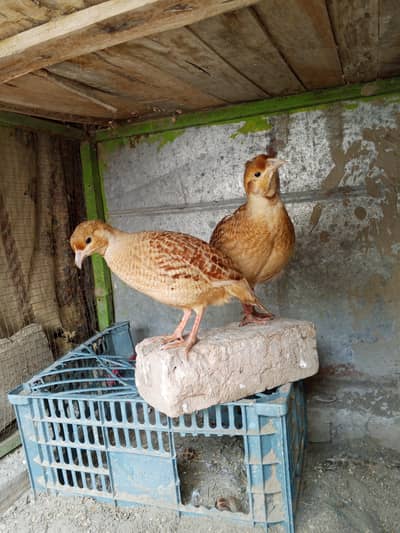all bird  available