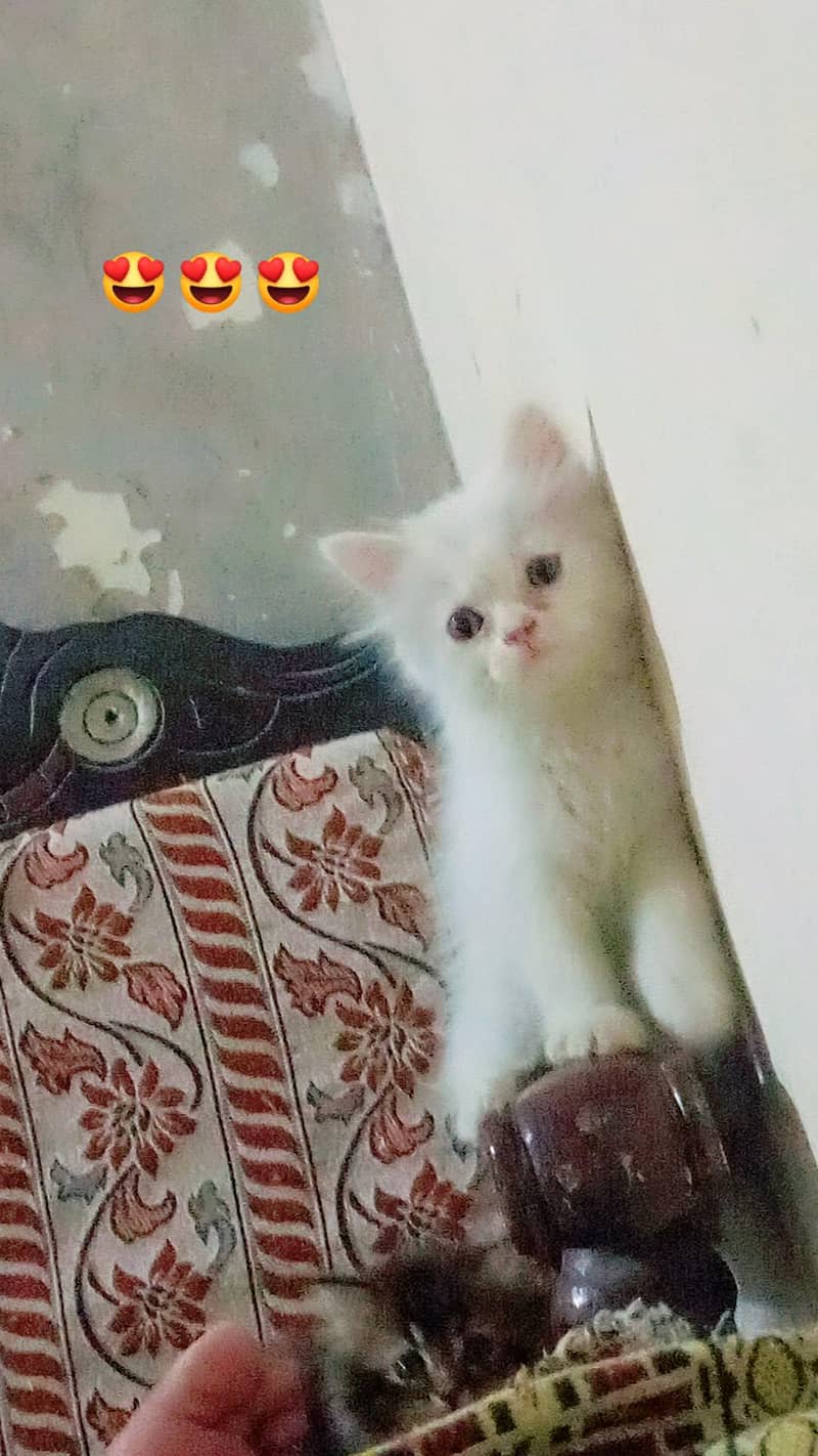cat  1