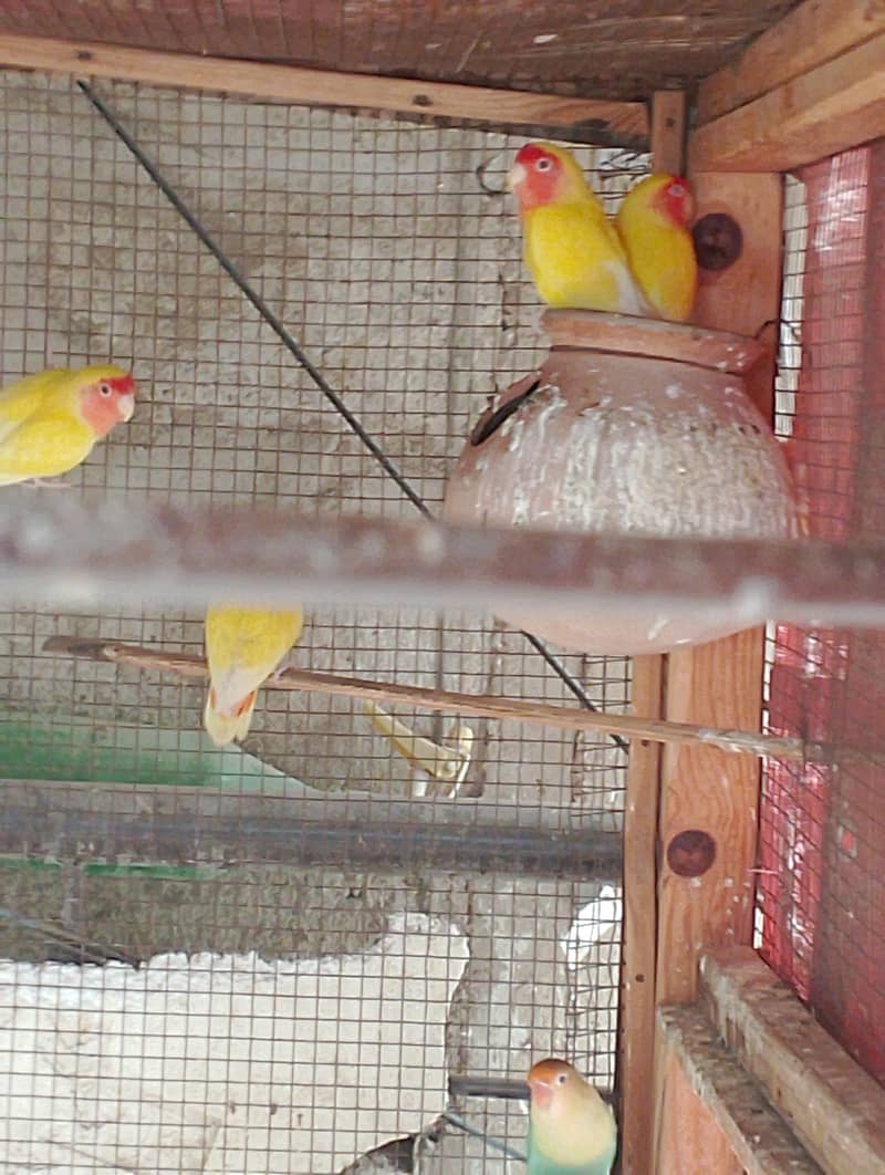 Breeding Pair 1