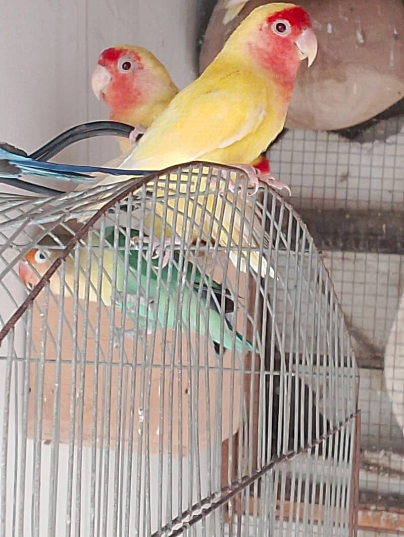 Breeding Pair 2