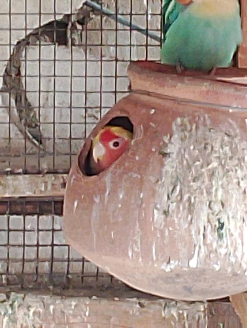 Breeding Pair 3