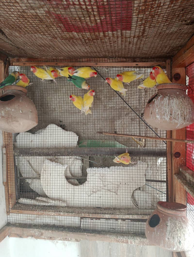Breeding Pair 4