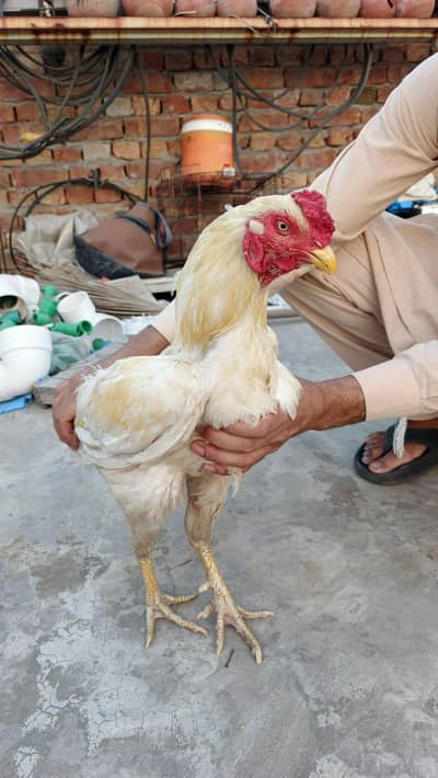 Aseel Heera