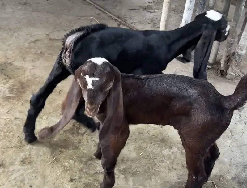 Beetal bakri desi bakri, doodh wali bakri — photo 7