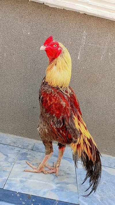 patha for sale