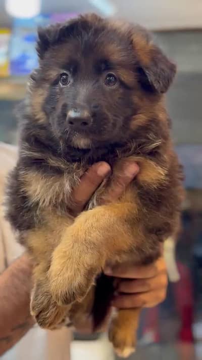 German Shephard