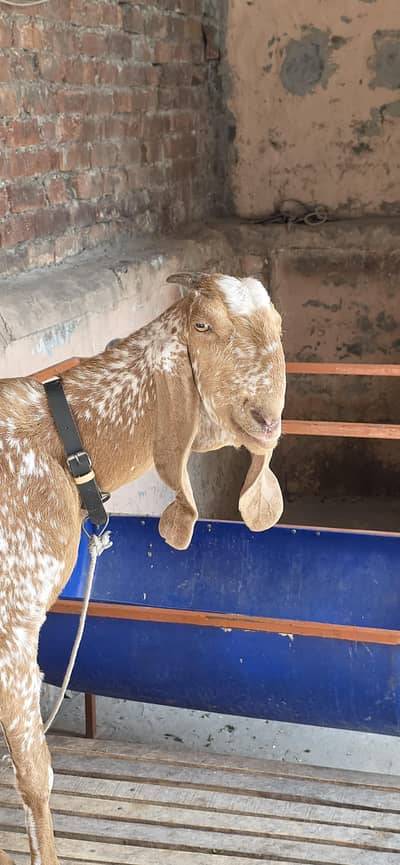 Pure Makki Cheeni Hasilpur Breed Bakri