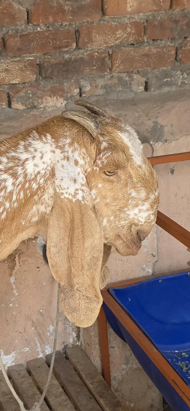 Pure Makki Cheeni Hasilpur Breed Bakri — photo 2