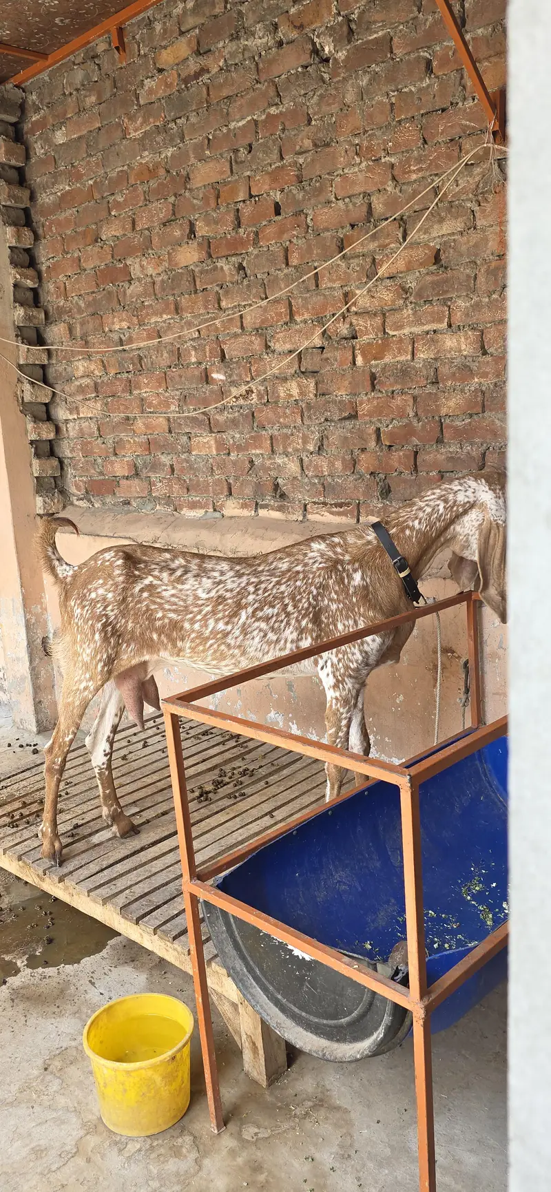 Pure Makki Cheeni Hasilpur Breed Bakri — photo 3