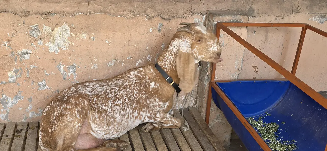 Pure Makki Cheeni Hasilpur Breed Bakri — photo 4