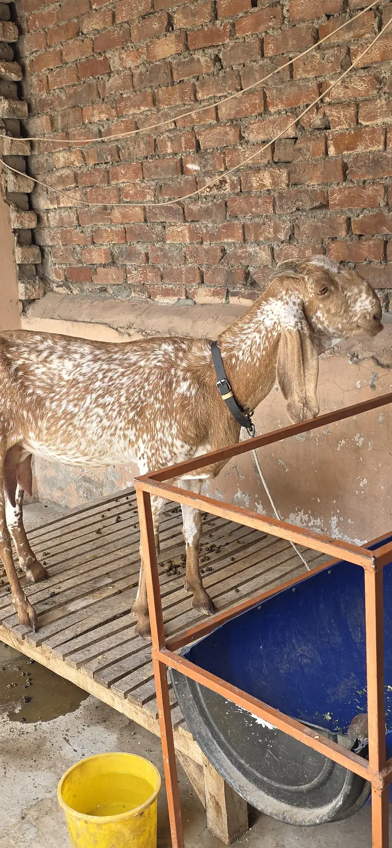 Pure Makki Cheeni Hasilpur Breed Bakri — photo 5