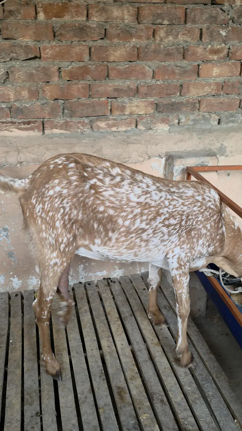 Pure Makki Cheeni Hasilpur Breed Bakri — photo 6
