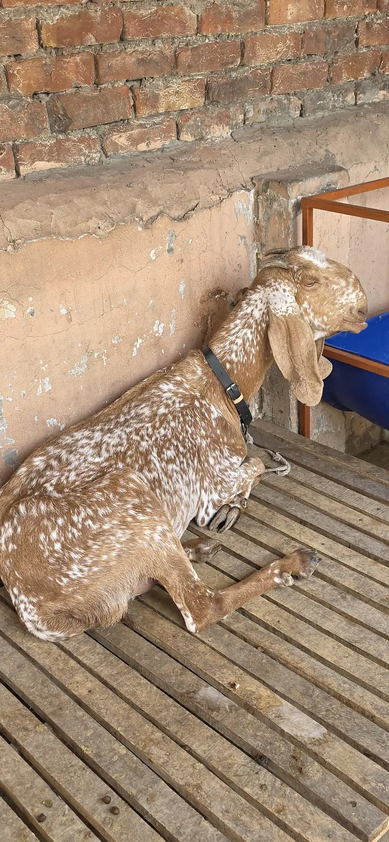 Pure Makki Cheeni Hasilpur Breed Bakri — photo 7