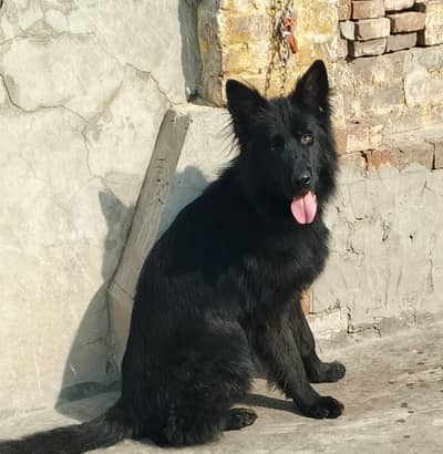 Pedigree Garman Shafet Male