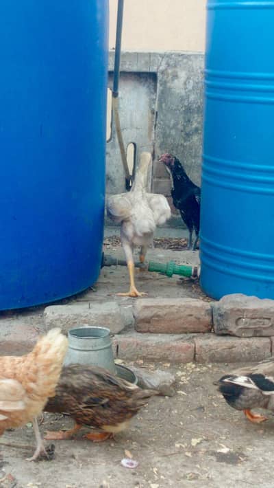 birds for sale