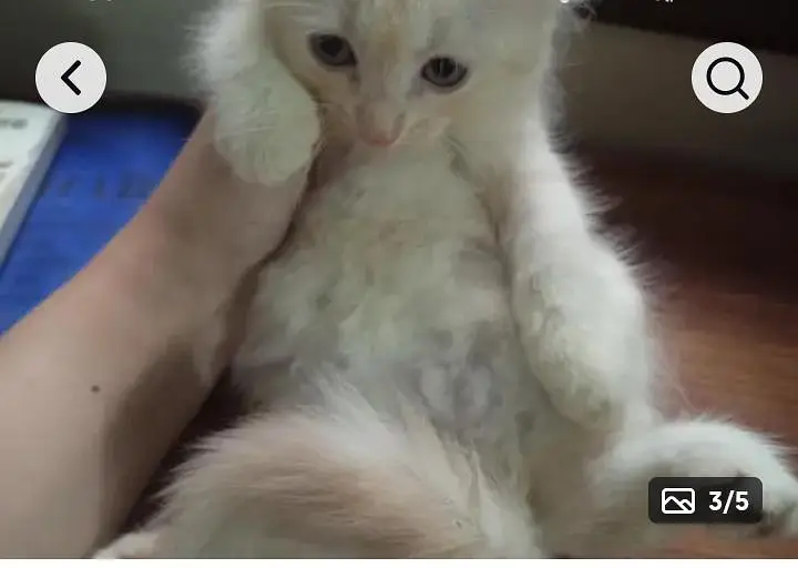 Persian Cat  kittens  and mix breedl face With 2 kittens — photo 2