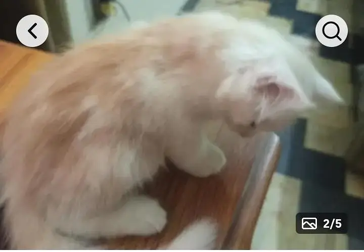 Persian Cat  kittens  and mix breedl face With 2 kittens — photo 3