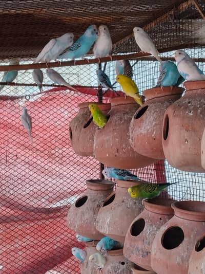 Budgie pair&pathy