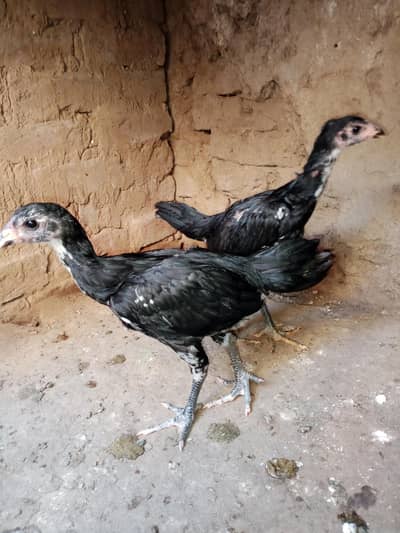 pure pakoya black eyes pair