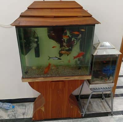 Two fish tanks with fishes - urgent sale