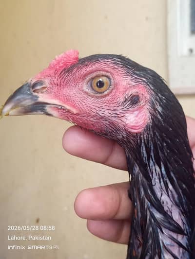 Burmi Hint Chicks