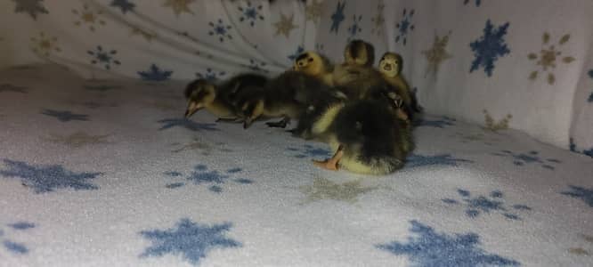 Beautiful ducklings for sale 10 days old