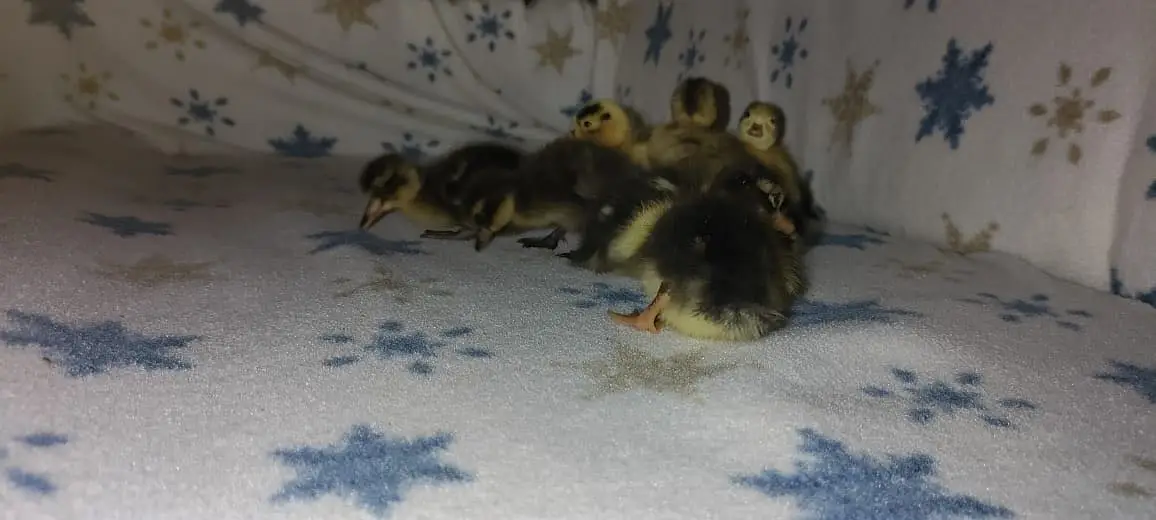 Beautiful ducklings for sale 10 days old