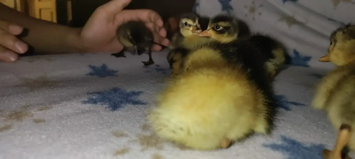 Beautiful ducklings for sale 10 days old — photo 2