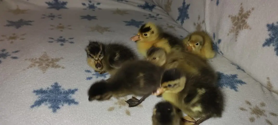 Beautiful ducklings for sale 10 days old — photo 3