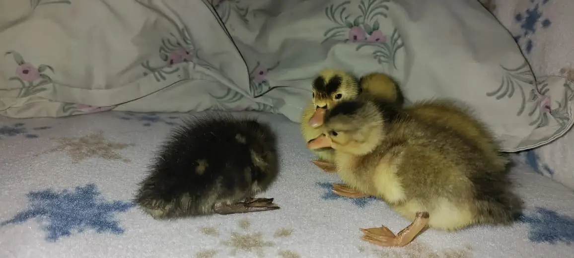 Beautiful ducklings for sale 10 days old — photo 4