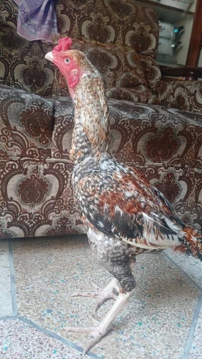 aseel brids