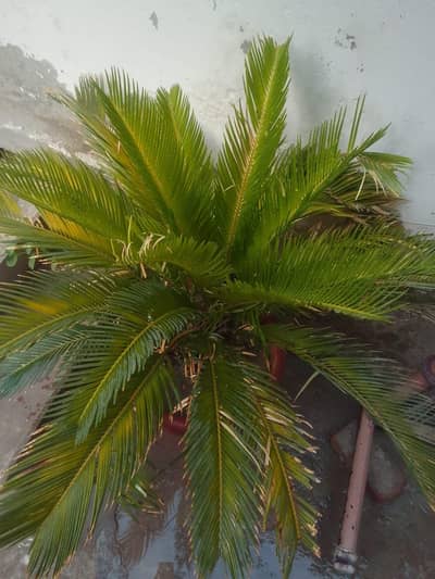 کنگھی پام اینڈ ایڈینیئم ارجنٹ فارسیل