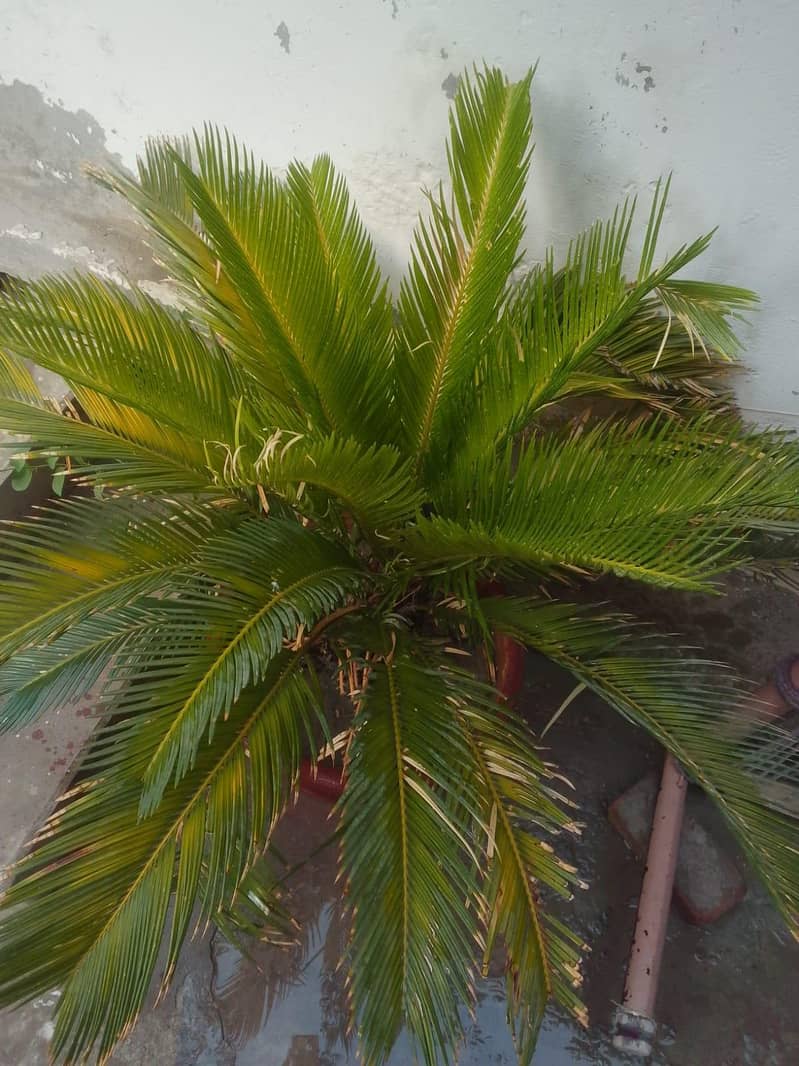 کنگھی پام اینڈ ایڈینیئم ارجنٹ فارسیل 0