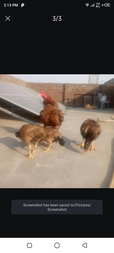 mianwali only Male For sale 03014388928
