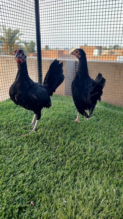 Breeder Females rose comb