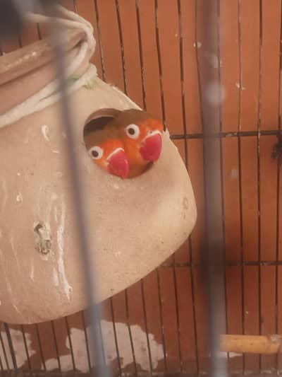 Fischer's Lovebirds Pair