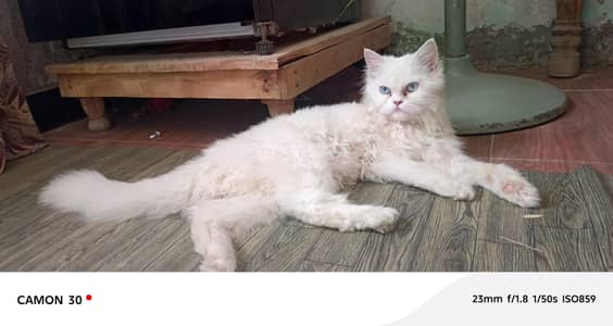 parshion cate sale