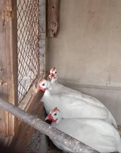 chokor white