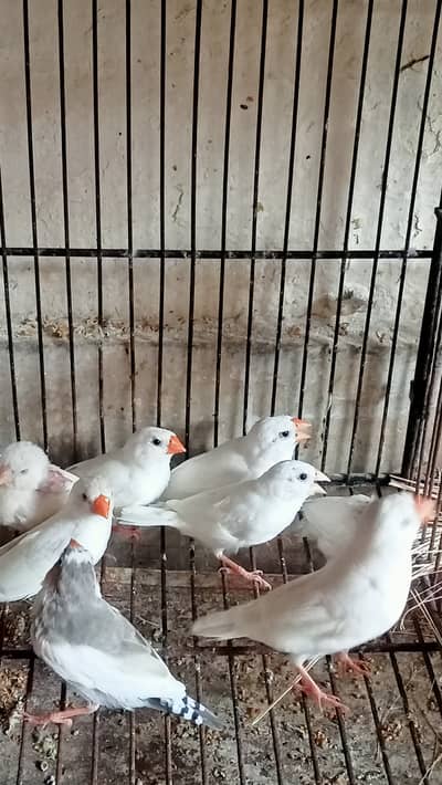 Snowwhite, Snow White, Finches, Banglies fench, Finch