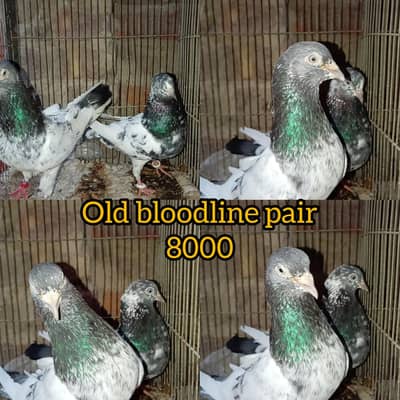 OLD BLOODLINE BREEDER PAIRS 03111312809