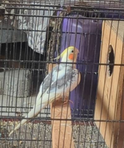 common Pide Cocktails 100% Breeder Pair For Sale